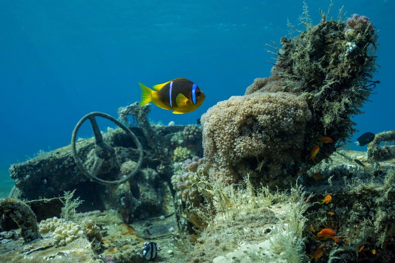 Seorang penyelam berenang di samping kendaraan militer yang tenggelam di Museum Militer Bawah Air di Aqaba, Yordania, 7 Mei 2024. (REUTERS/Stelios Misinas)     TPX IMAGES OF THE DAY