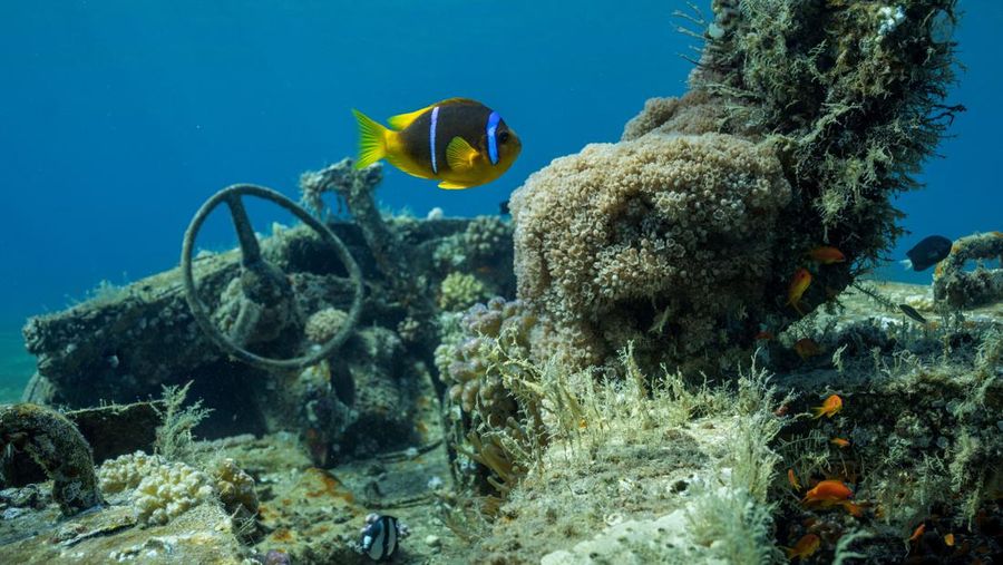 Ikan berenang di samping kendaraan militer yang tenggelam di Museum Militer Bawah Air di Aqaba, Yordania, 7 Mei 2024. (REUTERS/Stelios Misinas)