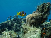 Tanda Kiamat Baru Muncul di Eropa, Ikan Hilang dari Laut