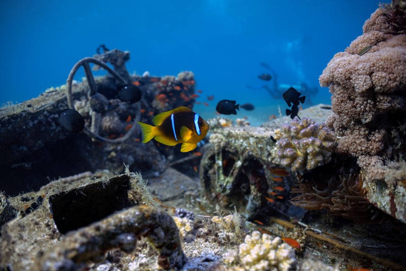 Seorang penyelam berenang di samping kendaraan militer yang tenggelam di Museum Militer Bawah Air di Aqaba, Yordania, 7 Mei 2024. (REUTERS/Stelios Misinas)     TPX IMAGES OF THE DAY