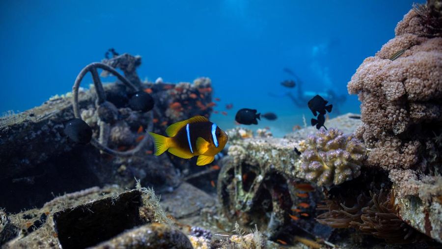 Seorang penyelam berenang di samping kendaraan militer yang tenggelam di Museum Militer Bawah Air di Aqaba, Yordania, 7 Mei 2024. (REUTERS/Stelios Misinas)     TPX IMAGES OF THE DAY