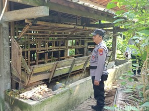 7 Kambing Kurban di Kokap Kulon Progo Raib Digondol Maling