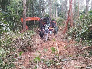 Sempat Buron 4 Bulan, Tersangka Perambahan Hutan di Riau Segera Diadili