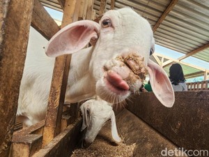 Benarkah Torpedo Kambing Bisa Tingkatkan Libido? Ini Penjelasan Medisnya