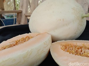 Manis dan Legit Melon Sweet Net Hasil Budidaya Petani Indramayu