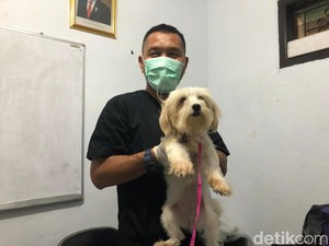 Cerita Unik Petugas Vaksin Rabies Gratis: Pernah Ada yang Bawa Kambing