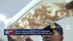 TNI AL Gagalkan Penyelundupan Benih Lobster Senilai Rp 46,8 Miliar