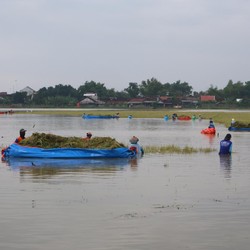 BMKG Jelaskan Kapan La Nina Hantam RI, Ingatkan Bahaya Ancam Petani