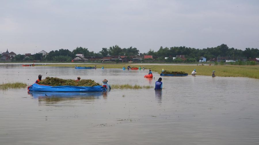 Petani panen menggunakan terpal untuk mengangkut padi yang kebanjiran di Desa Tondomulyo, Kecamatan Jakenan, Kabupaten Pati, Kamis (14/3/2024). Petani panen menggunakan terpal untuk mengangkut padi yang kebanjiran di Desa Tondomulyo, Kecamatan Jakenan, Kabupaten Pati, Kamis (14/3/2024). (Dok. Detikcom/Dian Utoro Aji)