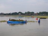 BMKG Jelaskan Kapan La Nina Hantam RI, Ingatkan Bahaya Ancam Petani
