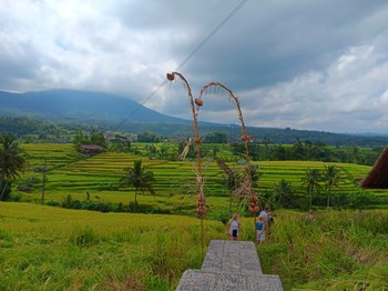Pesona Subak Jatiluwih yang Sarat Nilai Budaya Leluhur