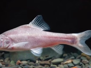 Makhluk Pink Tanpa Mata Bisa Pecahkan Misteri Teori Evolusi