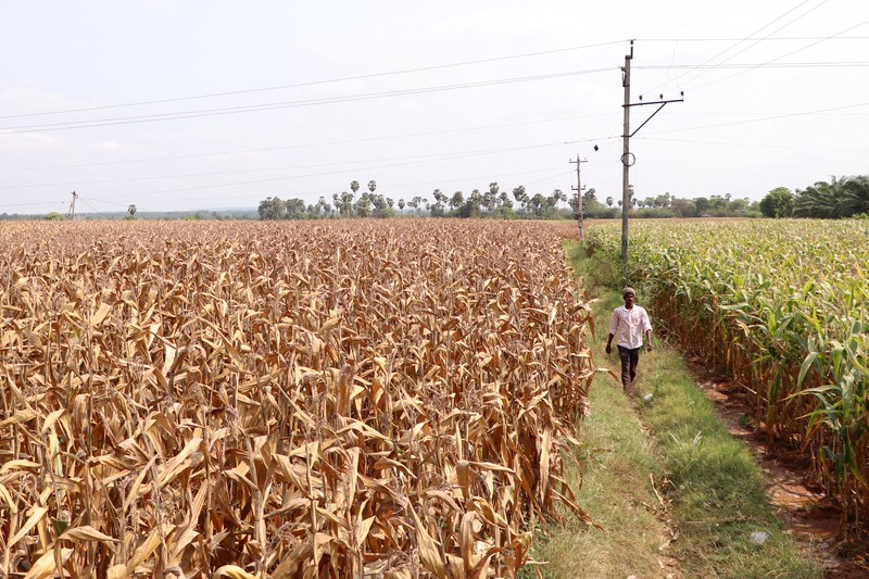Karyawan Syngenta memeriksa jagung dengan alat pengukur kelembapan untuk memeriksa apakah tanaman siap dipanen, di ladang jagung di distrik Krishna di negara bagian selatan Andhra Pradesh, India, 1 April 2024. Karyawan Syngenta memeriksa jagung dengan alat pengukur kelembapan untuk memeriksa apakah tanaman siap dipanen, di ladang jagung di distrik Krishna di negara bagian selatan Andhra Pradesh, India, 1 April 2024. (REUTERS/Almaas Masood)
