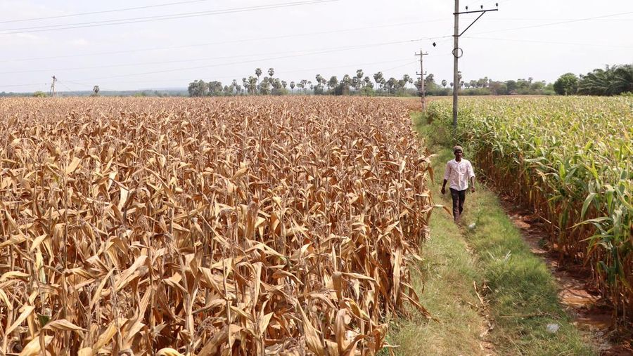 Karyawan Syngenta memeriksa jagung dengan alat pengukur kelembapan untuk memeriksa apakah tanaman siap dipanen, di ladang jagung di distrik Krishna di negara bagian selatan Andhra Pradesh, India, 1 April 2024. (REUTERS/Almaas Masood)