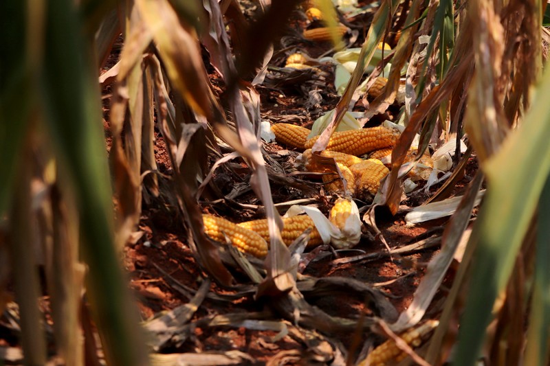 Karyawan Syngenta memeriksa jagung dengan alat pengukur kelembapan untuk memeriksa apakah tanaman siap dipanen, di ladang jagung di distrik Krishna di negara bagian selatan Andhra Pradesh, India, 1 April 2024. Karyawan Syngenta memeriksa jagung dengan alat pengukur kelembapan untuk memeriksa apakah tanaman siap dipanen, di ladang jagung di distrik Krishna di negara bagian selatan Andhra Pradesh, India, 1 April 2024. (REUTERS/Almaas Masood)