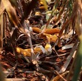 Pak Prabowo Mau RI Swasembada Jagung? Ini Saran Petani