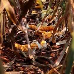 Pak Prabowo Mau RI Swasembada Jagung? Ini Saran Petani