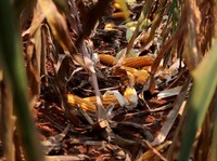 Pak Prabowo Mau RI Swasembada Jagung? Ini Saran Petani