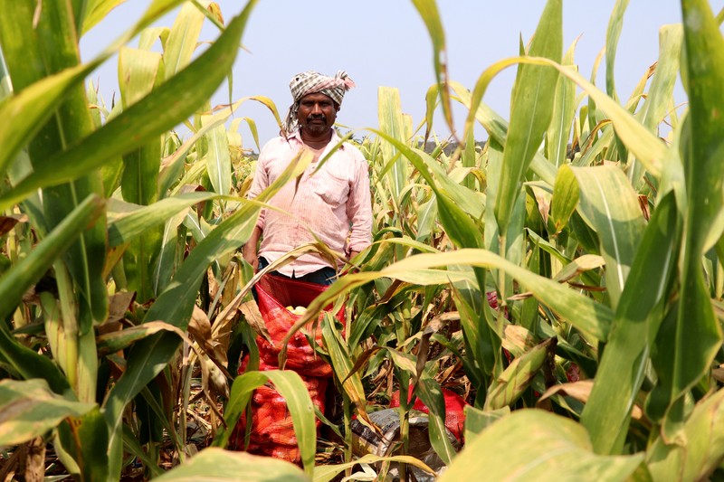 Karyawan Syngenta memeriksa jagung dengan alat pengukur kelembapan untuk memeriksa apakah tanaman siap dipanen, di ladang jagung di distrik Krishna di negara bagian selatan Andhra Pradesh, India, 1 April 2024. Karyawan Syngenta memeriksa jagung dengan alat pengukur kelembapan untuk memeriksa apakah tanaman siap dipanen, di ladang jagung di distrik Krishna di negara bagian selatan Andhra Pradesh, India, 1 April 2024. (REUTERS/Almaas Masood)