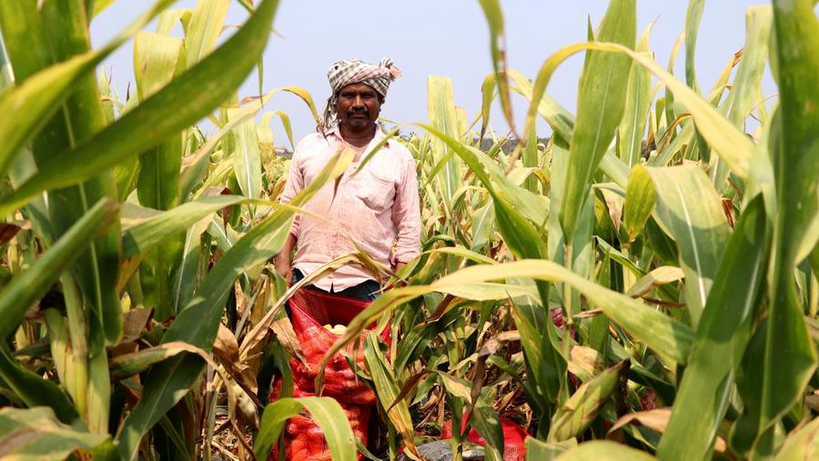Karyawan Syngenta memeriksa jagung dengan alat pengukur kelembapan untuk memeriksa apakah tanaman siap dipanen, di ladang jagung di distrik Krishna di negara bagian selatan Andhra Pradesh, India, 1 April 2024. (REUTERS/Almaas Masood)