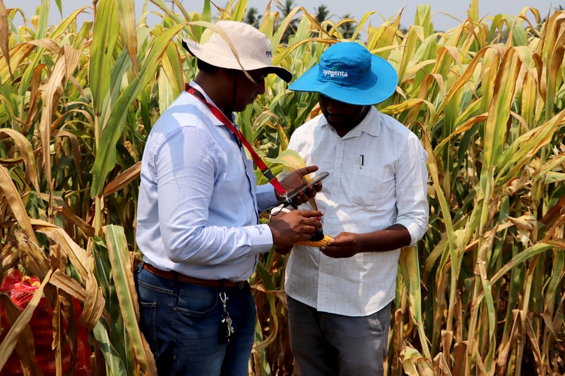 Karyawan Syngenta memeriksa jagung dengan alat pengukur kelembapan untuk memeriksa apakah tanaman siap dipanen, di ladang jagung di distrik Krishna di negara bagian selatan Andhra Pradesh, India, 1 April 2024. Karyawan Syngenta memeriksa jagung dengan alat pengukur kelembapan untuk memeriksa apakah tanaman siap dipanen, di ladang jagung di distrik Krishna di negara bagian selatan Andhra Pradesh, India, 1 April 2024. (REUTERS/Almaas Masood)