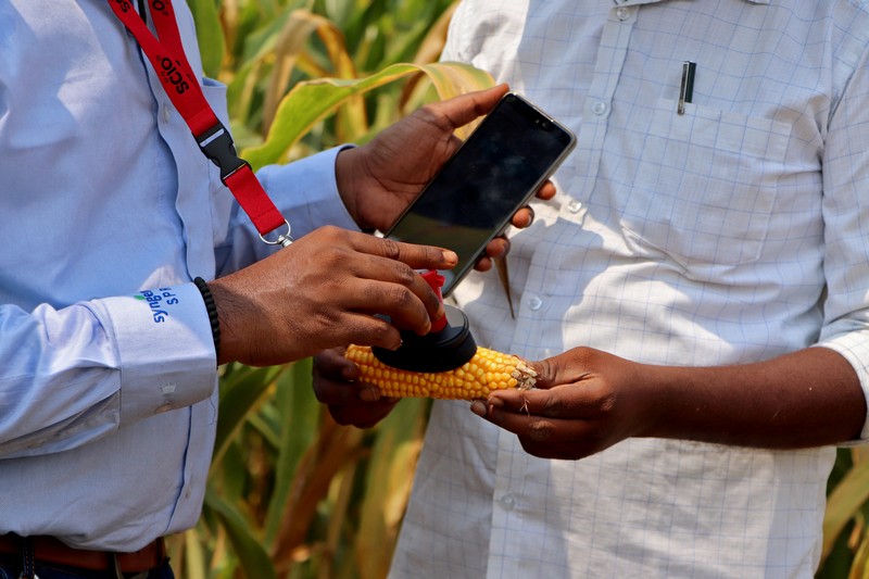 Karyawan Syngenta memeriksa jagung dengan alat pengukur kelembapan untuk memeriksa apakah tanaman siap dipanen, di ladang jagung di distrik Krishna di negara bagian selatan Andhra Pradesh, India, 1 April 2024. Karyawan Syngenta memeriksa jagung dengan alat pengukur kelembapan untuk memeriksa apakah tanaman siap dipanen, di ladang jagung di distrik Krishna di negara bagian selatan Andhra Pradesh, India, 1 April 2024. (REUTERS/Almaas Masood)