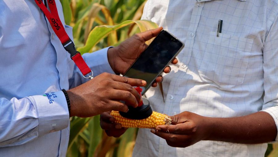 Karyawan Syngenta memeriksa jagung dengan alat pengukur kelembapan untuk memeriksa apakah tanaman siap dipanen, di ladang jagung di distrik Krishna di negara bagian selatan Andhra Pradesh, India, 1 April 2024. (REUTERS/Almaas Masood)