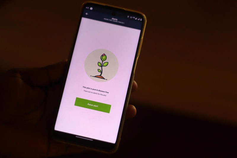 Karyawan Syngenta memeriksa jagung dengan alat pengukur kelembapan untuk memeriksa apakah tanaman siap dipanen, di ladang jagung di distrik Krishna di negara bagian selatan Andhra Pradesh, India, 1 April 2024. (REUTERS/Almaas Masood)
