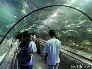 Sea World Ancol, Eksplorasi Dunia Bawah Laut di Jakarta