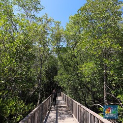 Ramai-Ramai Tanam Mangrove, Bukti BUMN Jaga Bumi