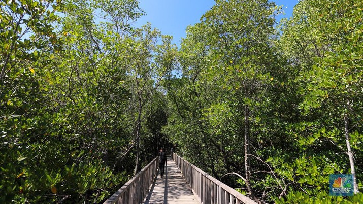 Suasana kawasan mangrove Taman Hutan Raya (Tahura) Ngurah Rai, Bali, Jumat (17/5/2024). (CNBC Indonesia/Faisal Rahman)