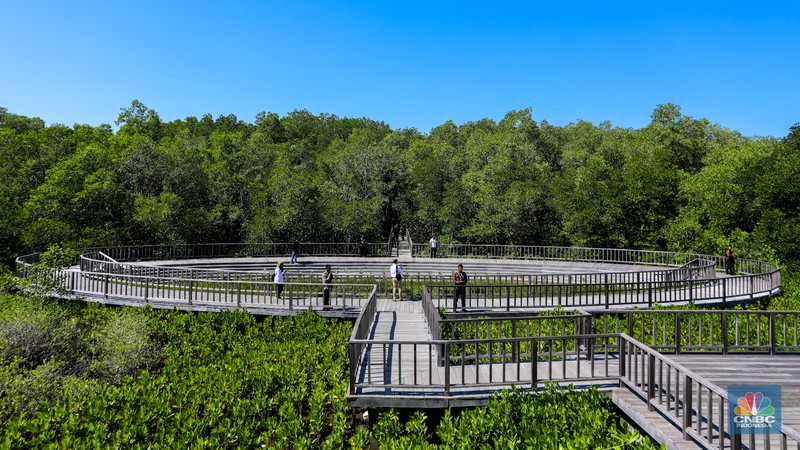 Suasana kawasan mangrove Taman Hutan Raya (Tahura) Ngurah Rai, Bali, Jumat (17/5/2024). (CNBC Indonesia/Faisal Rahman) Suasana kawasan mangrove Taman Hutan Raya (Tahura) Ngurah Rai, Bali, Jumat (17/5/2024). (CNBC Indonesia/Faisal Rahman)