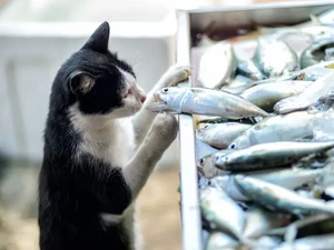 Tak Punya Uang, Orang Ini Terpaksa Makan Ikan Asin Bareng Kucingnya