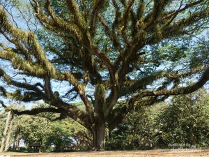 Pesona Magical Forest di Banyuwangi De Djawatan Tak Pernah Surut