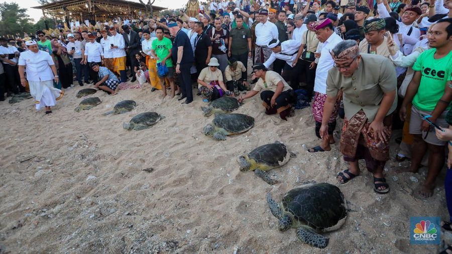 Peserta dan delegasi melakukan pelepasliaran penyu saat acara Balinese Water Purification Ceremony di Kawasan Ekonomi Khusus (KEK) Kura Kura, Denpasar, Bali, Sabtu (18/5/2024). (CNBC Indonesia/Faisal Rahman)