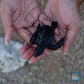Peserta dan delegasi melakukan pelepasliaran penyu saat acara Balinese Water Purification Ceremony di Kawasan Ekonomi Khusus (KEK) Kura Kura, Denpasar, Bali, Sabtu (18/5/2024). (CNBC Indonesia/Faisal Rahman)