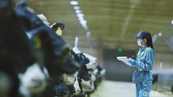 Canggih! Peternakan Sapi di China Sudah Pakai Teknologi AI untuk Perah Susu