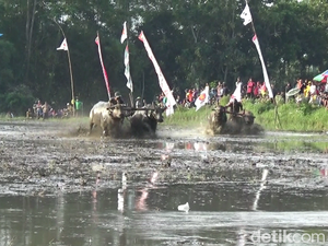 Seru! Tradisi Karapan Kerbau Lumajang di Area Sawah yang Berhadiah Motor