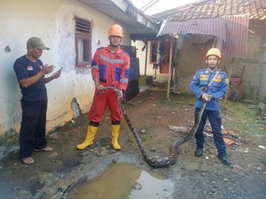 Ular Sanca Mangsa 12 Ayam Ternak di Bogor, Damkar Turun Tangan