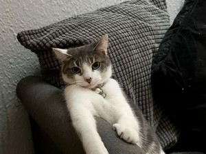 Benarkah Kucing Bisa Mengetahui Perasaan Manusia? Cek Faktanya