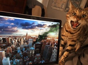 Kucing Kamu Suka Duduk di Atas Laptop? Pakar Jelaskan Sebabnya