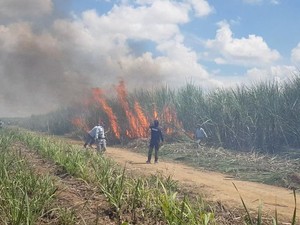 KLHK Puji Putusan MA Cabut Pergub Lampung soal Pembakaran Lahan Tebu