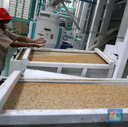 Diam-Diam Harga Gabah Petani Naik ke Rp6.760/ Kg, Lampaui HPP