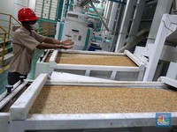 Diam-Diam Harga Gabah Petani Naik ke Rp6.760/ Kg, Lampaui HPP