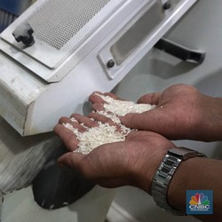 Kualitas Beras Lokal Beda dari Impor, Bulog Minta Bantuan Menteri Tito