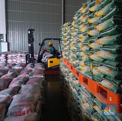 Bos Bulog Siap Borong Beras Petani di Musim Panen
