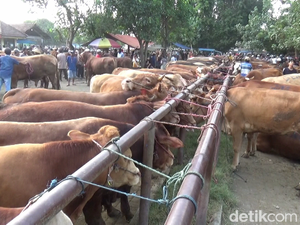 Kebutuhan Hewan Kurban di Palembang Capai 12.000 Ekor