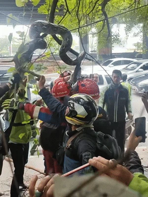 Damkar Evakuasi Sanca 4 Meter dari Pohon di Priok, Warga Heboh Berkerumun