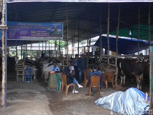 Hewan Kurban di Palembang Sudah Ramai Dipesan Jelang Idul Adha