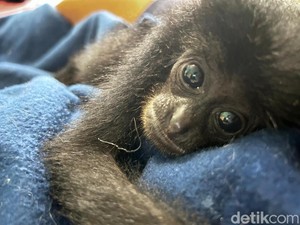 Jual Siamang hingga Kucing Hutan, Warga Garut Ditangkap Polisi